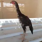 زوج سندي صافي