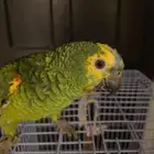 Blue fronted amazon parrot