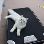 قط شيرازي بيور ذكر للتبني