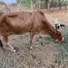 بقره السن جامع شبب مضروبه من الفحل لها 4 ايام