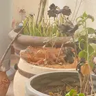 اغوانا اورنج للبيع