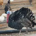 للبيع ديك رومي وبط وديك بلدي
