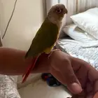 كنيور أليف وهد د مزاجي