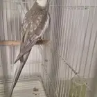 ذكر كروان هولندي