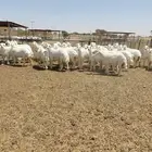 رخال صنف مراح واحد