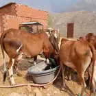 نعرض لكم بقر