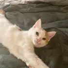 قطط قطه للتبني