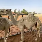 حشو قصب للبيع