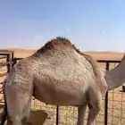 بكره مفروده طايشة