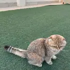 انثى سكوتش فولد للبيع