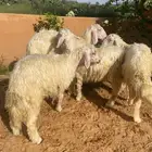 4 خرفان صفر