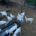 خبيش للبيع سليمه