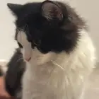 قطط للتبني
