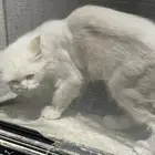 قطه اجنبيه
