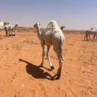 حاشي لبيع