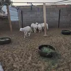 طليان سواكن للبيع او مبايع بمعزه