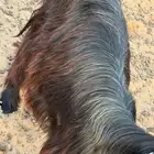 صنف عارض معرفات للبيع