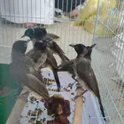 بلابل بلبل سوري تغريد حق السنه الموقع الاحساء