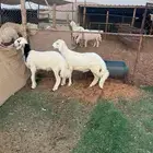 طليان حريات ( تم البيع )