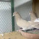 بكستاني اصفر