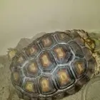 سلحفاه سلوكاتا