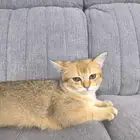سكوتش للبيع