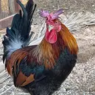 ديك بلدي سلالة نقية