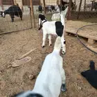 للبيع دواغير تيوس وجفار