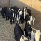 تبوس وجفار طيبة