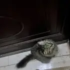 بسة بيت اتوقع ضايعة