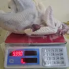 ديك رومي ذبح
