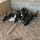 بح مسكوفي بياض
