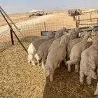 خرفان حريات 11