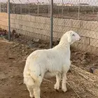 مشروع فحل صنف حري