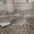 يمام النخيل للذبح والاكل