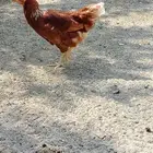دجاج لوهمان