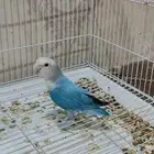روز فايلوت اوبلاين الاحساء