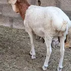 خروف بربري