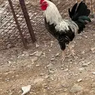 ديكه بلدي