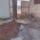 تمر علف غنم وبل