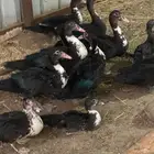 بط مسكوفي ( مصري ) للبيع