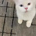 قطة شرازيه للبيع