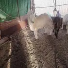 الخرف رخل