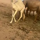 حاشي للبيع