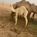 حاشي للبيع
