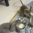 ارانب للبيع