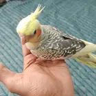 Al Khobar alrakah
