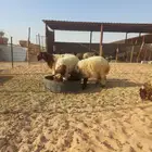 خرفان ورخال نعيم طيبه