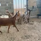 ماعز جنوبيه رباعيات