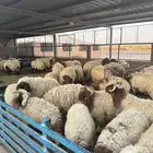 نعيم تيوس حري بلدي